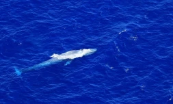 Seconde observation d'une baleine bleue à La Réunion en 2022
