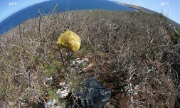 Déchets plastique