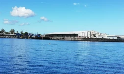 Des dauphins au Port
