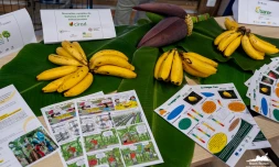 Région Réunion : visite ministérielle au CIRAD