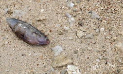 Poissons morts dans le lagon