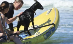  Elizabeth French, 25 ans, et Rebekah Abern, 41 ans, surfent avec la chèvre Chupacabrah lors d'une leçon à Pismo Beach, Californie, le 29 août 2023. (Photo David Swanson / AFP) 