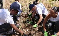 Saint-Denis : 500 arbres plantés grâce au "plan un million d'arbres" 