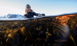 Angelita Eriksen ramasse des algues dans les eaux froides Ă Vareid, dans les Ăźles Lofoten, en NorvĂšge, le 4 mars 2024 ( AFP / Olivier MORIN )