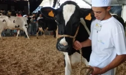 Les exposants et les vaches font la grimace.
