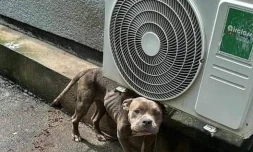 Opération de sauvetage