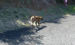 L\'association recherche Caline pour la sauver