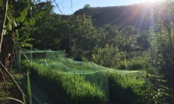 Riz, riziculture péi, expérimentation