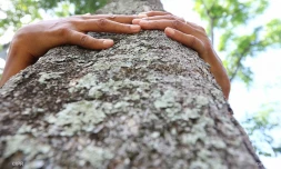 Arbres 