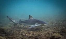 Requin juvénile de Manapany : une enquête ouverte, le président de Vagues consterné