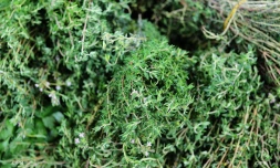 reportage légumes et fruits 