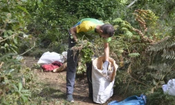 Chantier de lutte contre espèce invasive dans la fôret du Maïdo