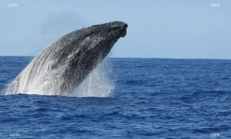 baleines
