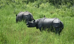 Des rhinocéros le 2 juin 2016 dans le parc national de Kaziranga en Inde