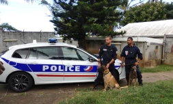 chiens policiers