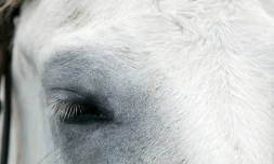 chevaux 