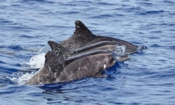 Un groupe de dauphins sténos rostrés observé au large de La Réunion