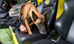 Inspection des bancs de touche du stade du Borussia à l'aide d'un chien, le 12 avril 2017 à Dortmund
