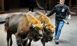Le dresseur français lors d'une séance de travail avec des bisons d'Europe au Grand cirque de Moscou, le 1er octobre 2026