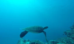 La tortue photographiée avec un fil de pêche n'est plus en danger