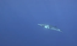 rorqual nain