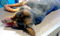 Chien blessé à coup de sabre - ENVOL TOIT REUNION