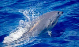 Un grand groupe de dauphins d'Electre et de Fraser observé dans le sud