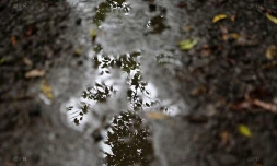 Pluie