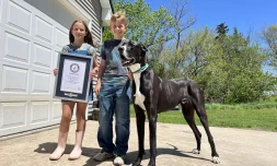 Kévin, le chien le plus grand du monde, est mort [?]