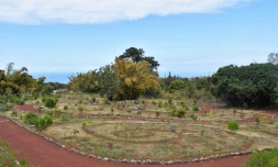 Jardin plantes endémiques LE TAMPON