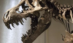 Des dents de dinosaures originaires du Maroc saisies dans le sud de la France