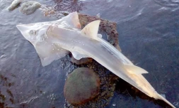 Requin-Guitare échoué à bassin pirogue