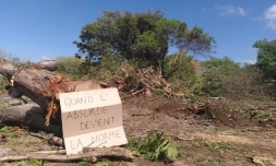 Arbres coupés casabona saint pierre extinction rebellion