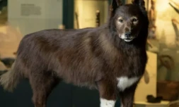 Balto empaillé au musée d'Histoire naturelle de Cleveland, aux Etats-Unis ( EUREKALERT! / - )