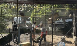 Sainte-Rose : plusieurs dizaines de perruches, trois tortues et six Aras saisis