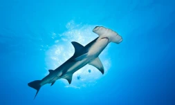 En Australie, WWF sauve les requinq grâce à la chasse 