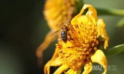 Abeille 