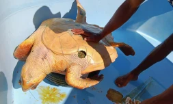 Kélonia : une tortue caouanne victime d'une morsure de requin