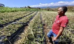 Garance : La Réunion, l'île en phase de sauvegarde