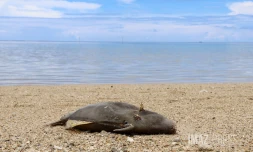 Poissons morts dans le lagon