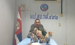  La marine thaïlandaise sauve quatre chats de la noyade