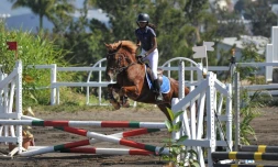chevaux, centres équestres, air france cargo, coronavirus, covid-19, transports, actualité de la réunion