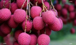 litchis 