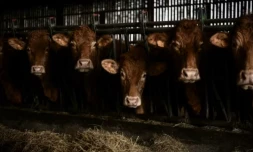 Elevages bovins : les seuils de déclaration environnementale relevés