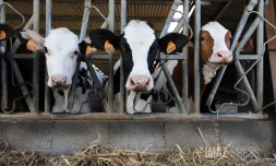 vaches laitieres elevage 