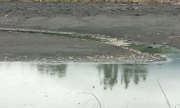 Des centaines de poissons morts retrouvés à l'Etang du Gol 