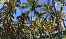 météo réunion 