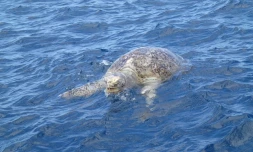 Tortue morte