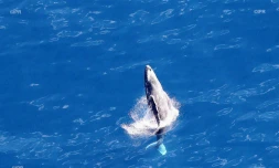 baleines