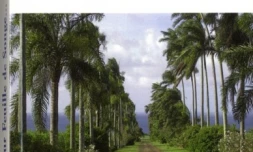 \" Sur Feuille de Songe\", le sel de la vie